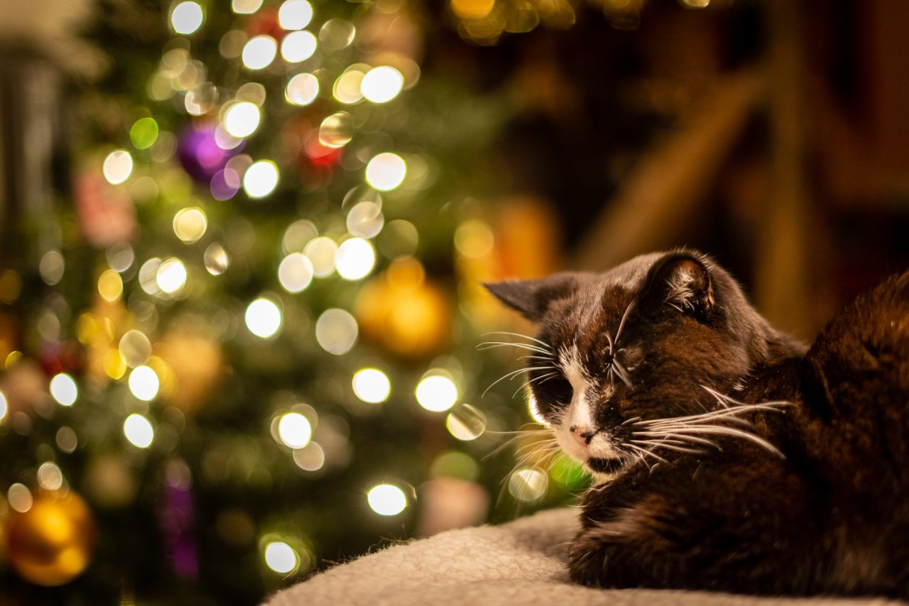 357-365v4 –Christmas Badger — photograph by Mark Seton