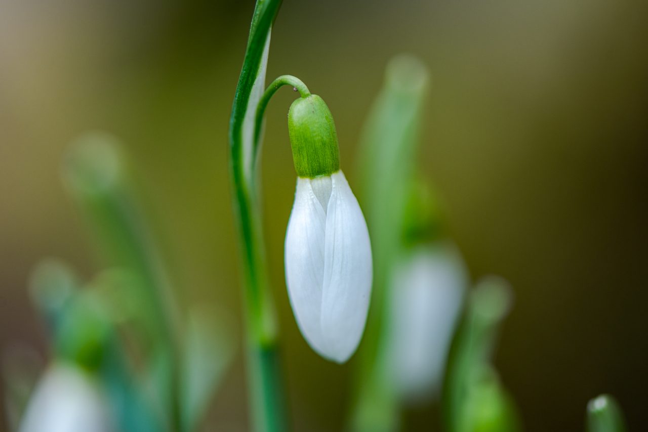Beginnings - A Snowflower