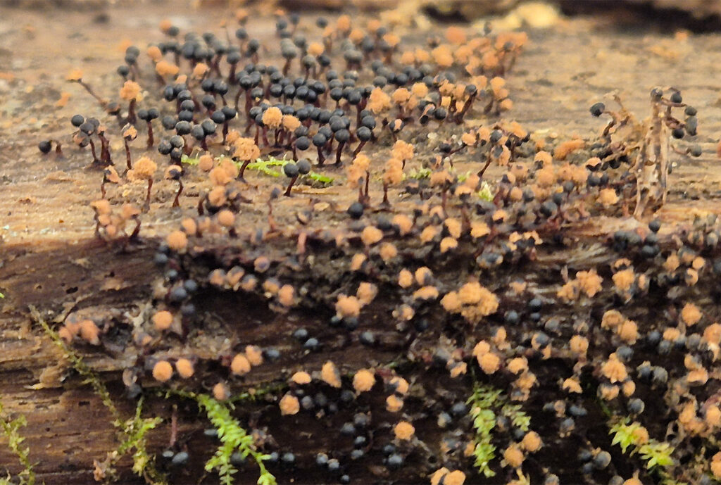 Slime Mold (Metatrichia floriformis) on wood