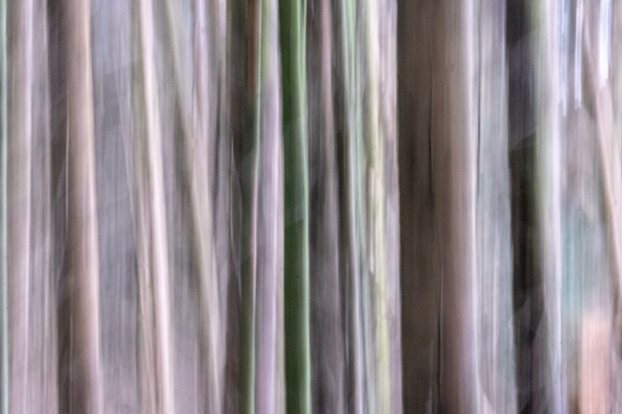087-365v5 – Abstract Forest — photograph by Mark Seton