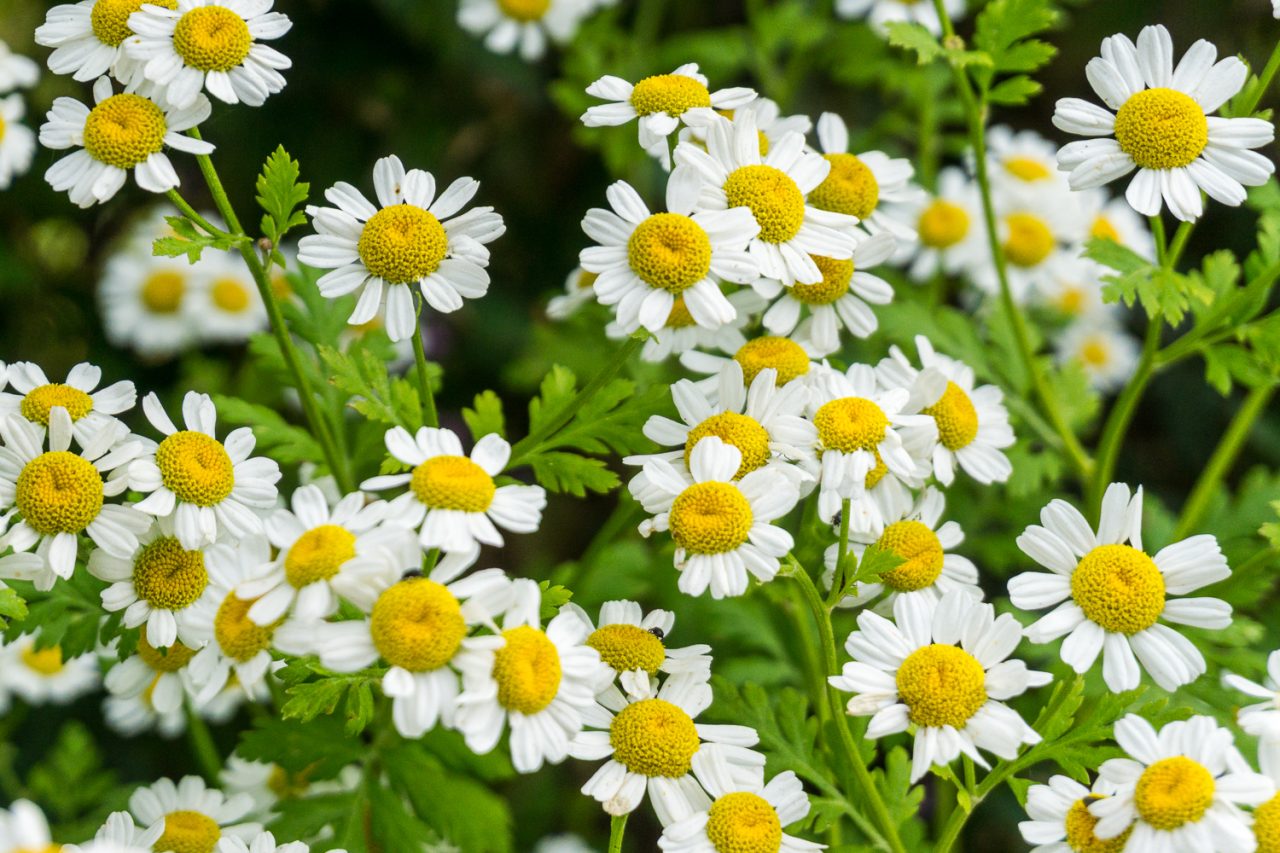 305/365v3 Feverfew (Tanacetum parthenium) — photograph by Mark Seton