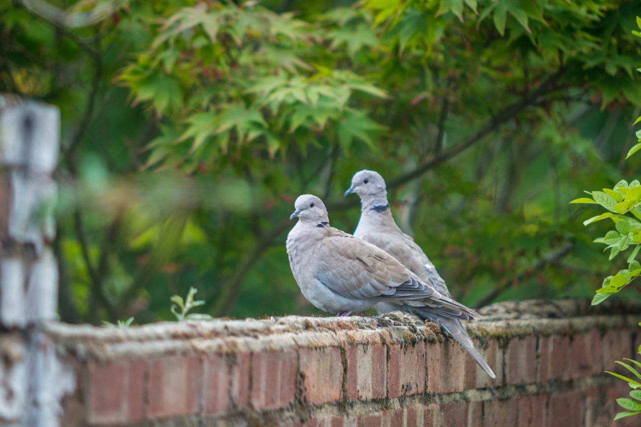 303/365v3 Collared Doves — photograph by Mark Seton