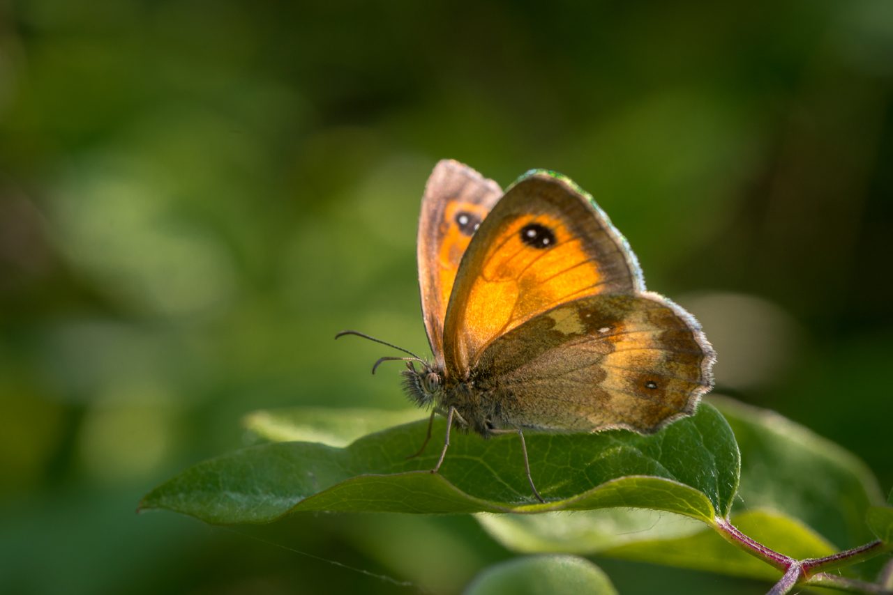 Gatekeeper butterfly (Pyronia tithonus)