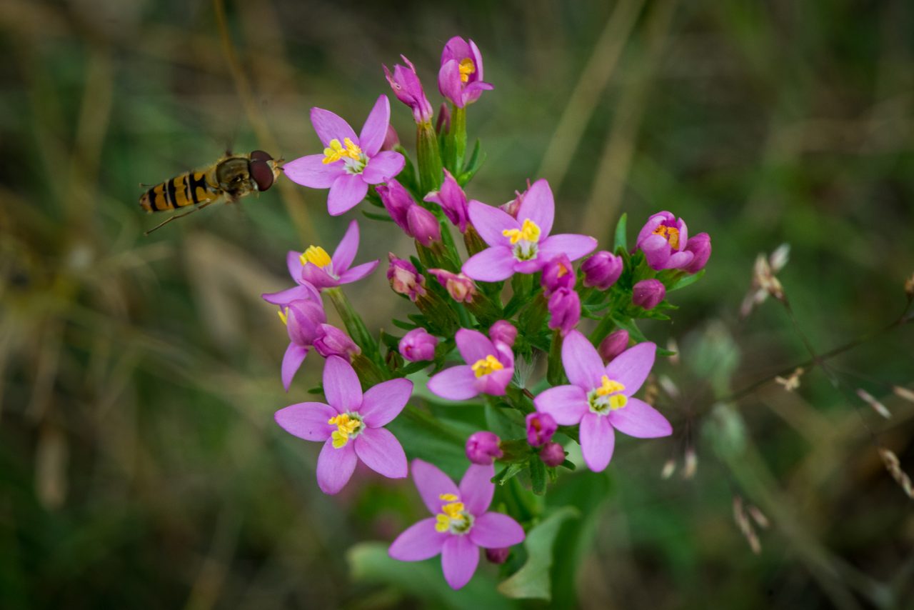 Hoverfly over flower