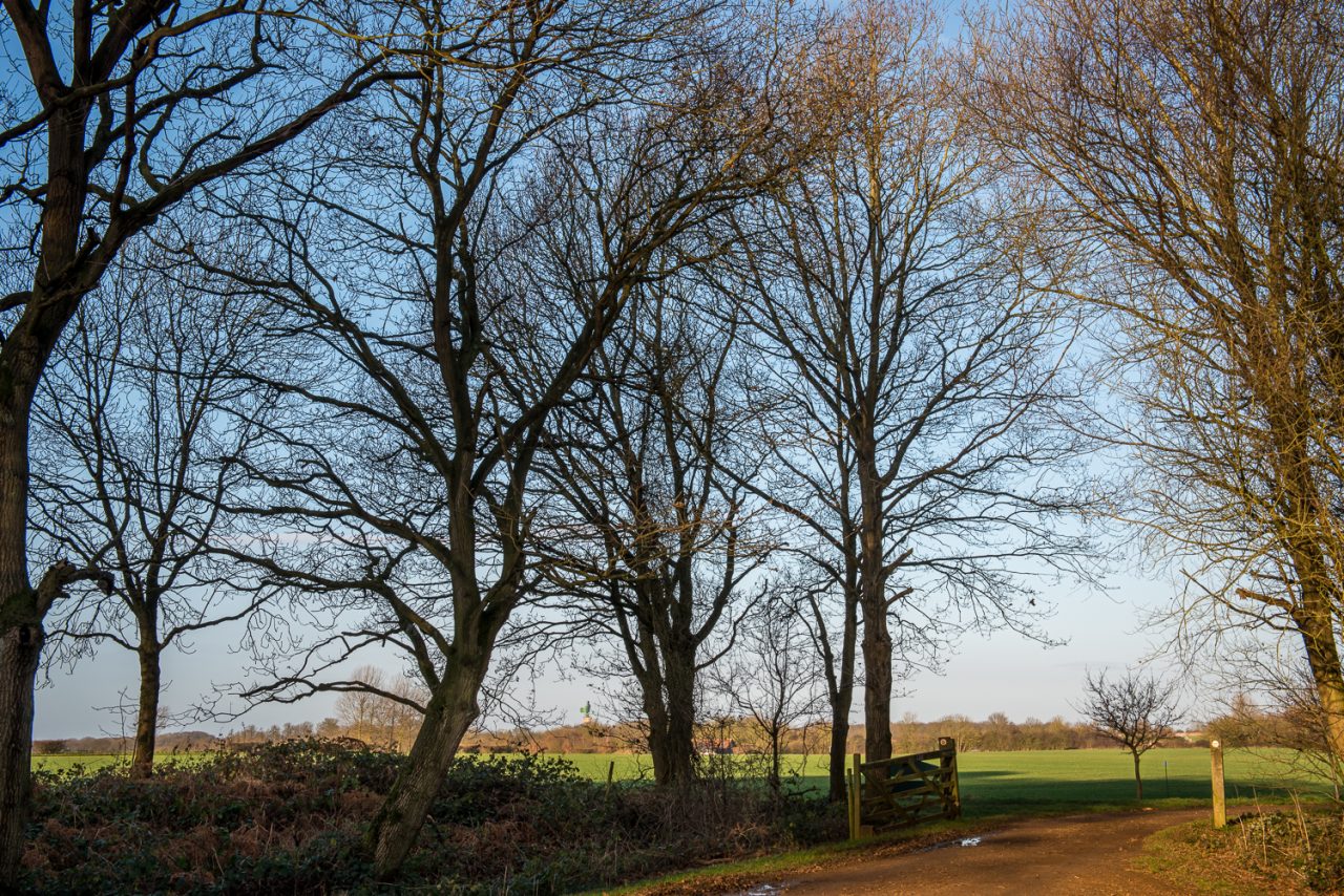 Rowney Woods at Christmas