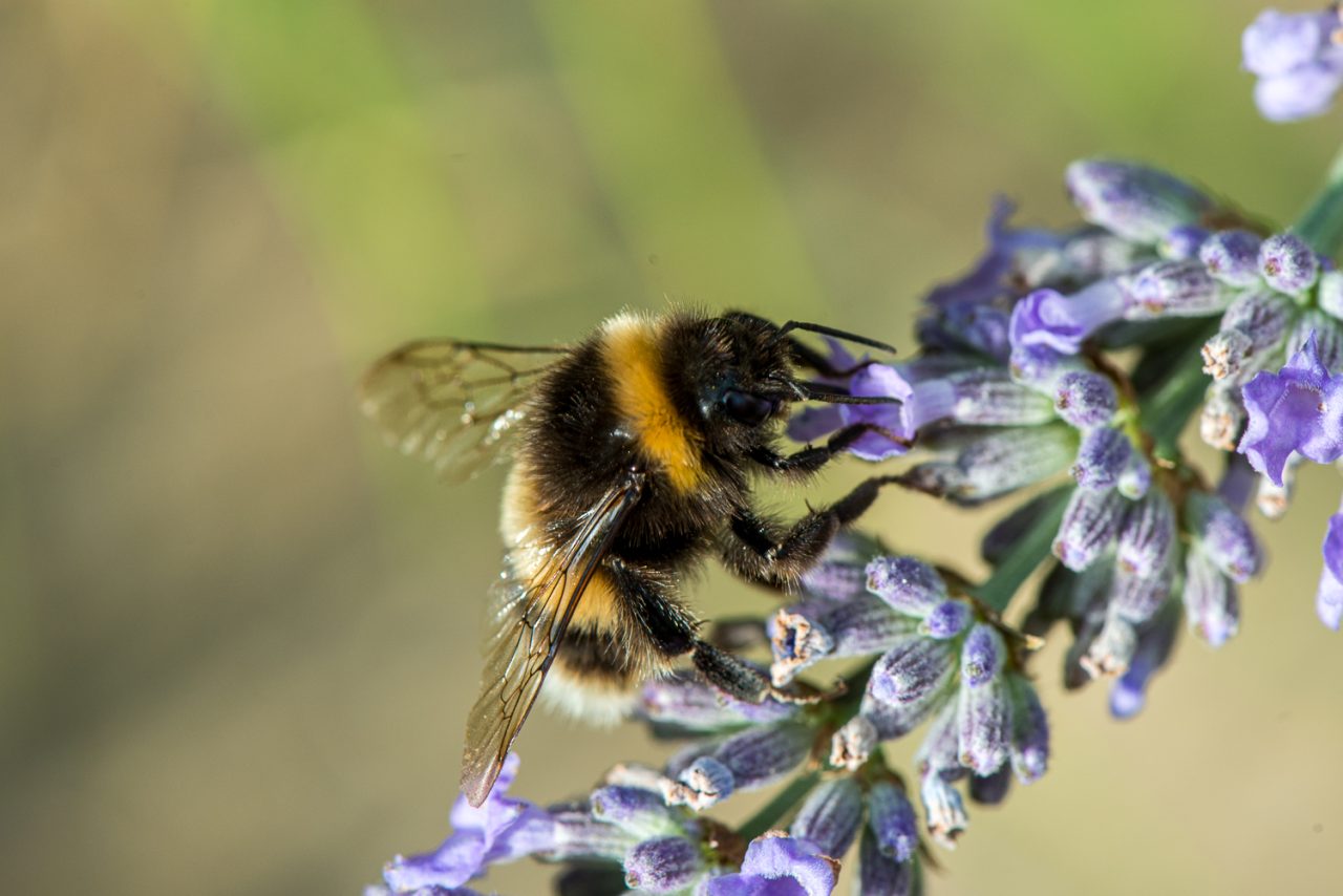 Bee on Lavender
