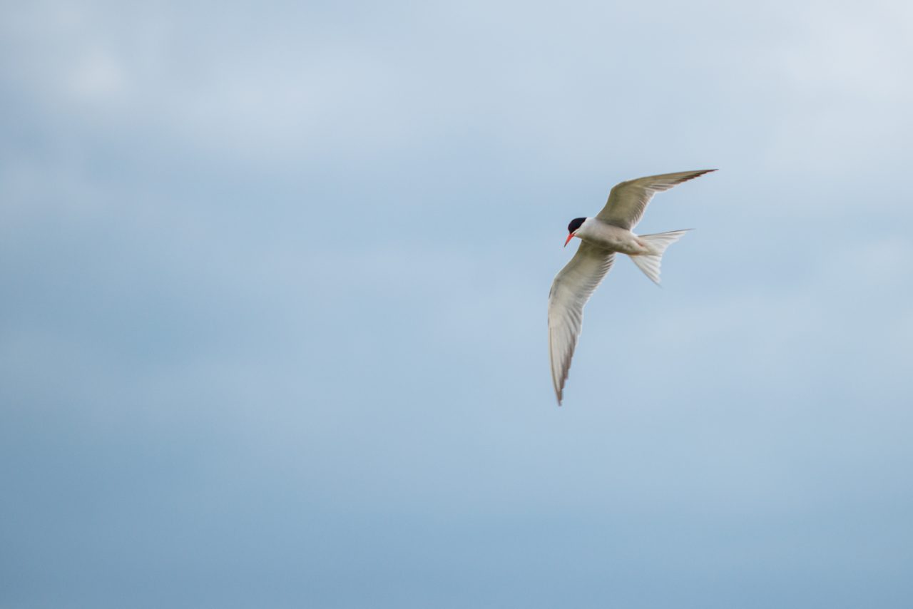 320/365v3 – Tern Your Head — photograph by Mark Seton