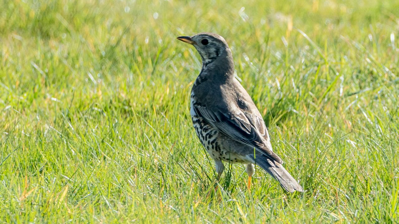 Mistle Thrush (Turdus viscivorus)