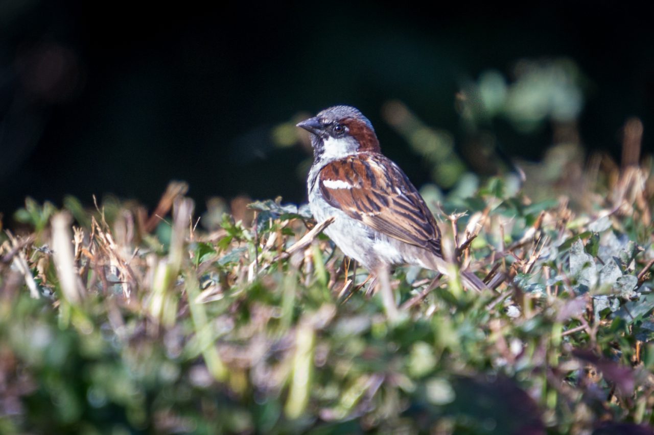 323/365v3 – Sparrow — photograph by Mark Seton