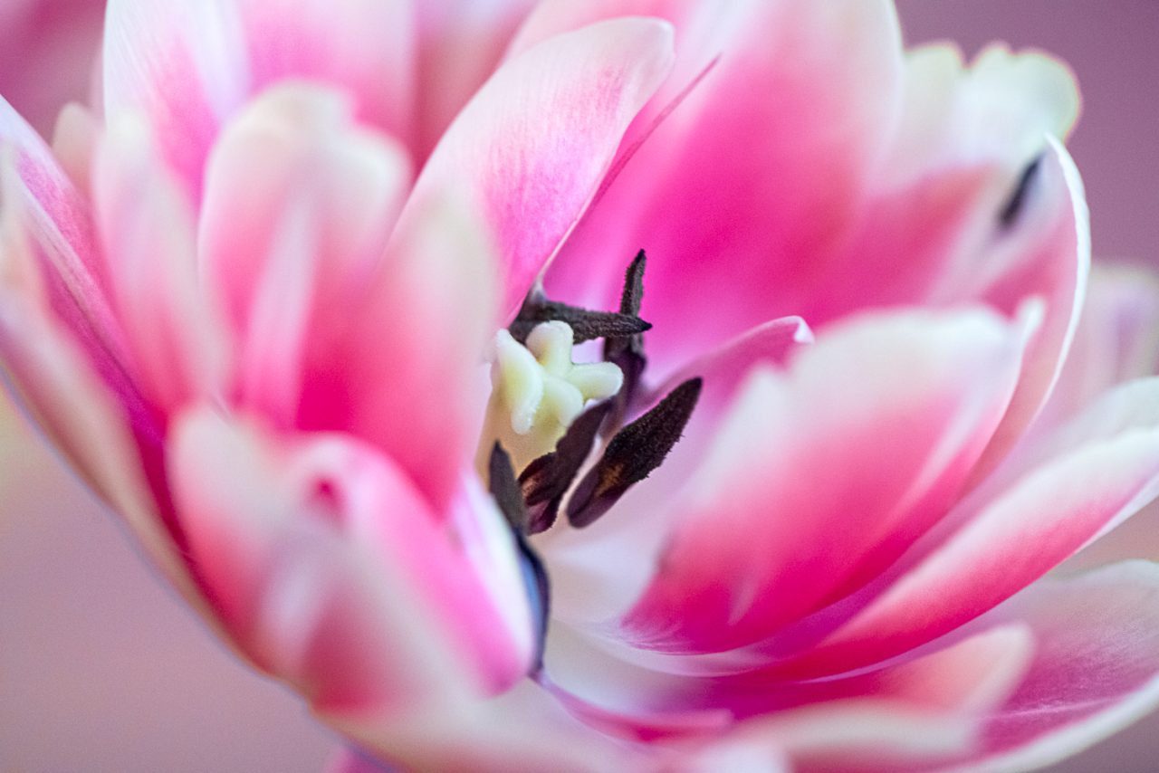 98-365v5 – Inside the Tulip — photograph by Mark Seton