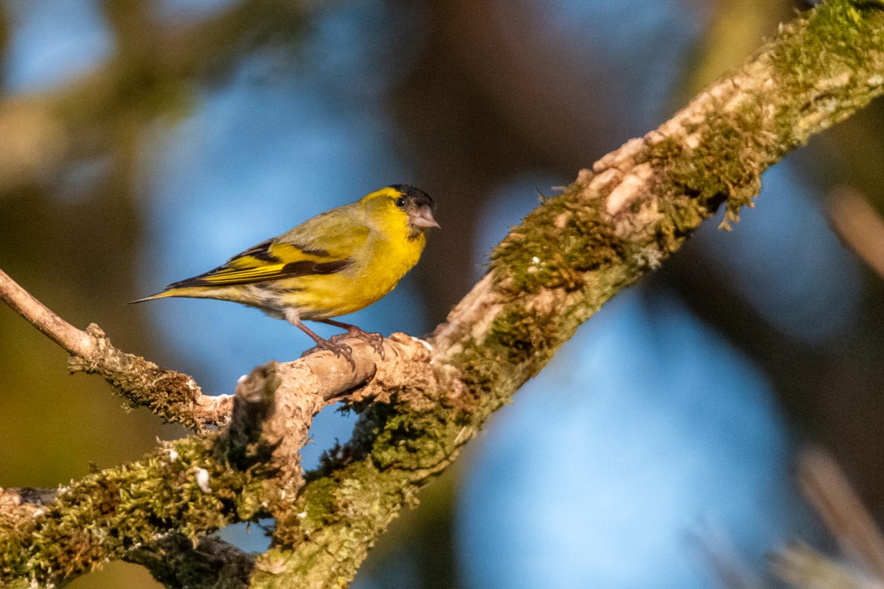 Siskin (Carduelis spinus)