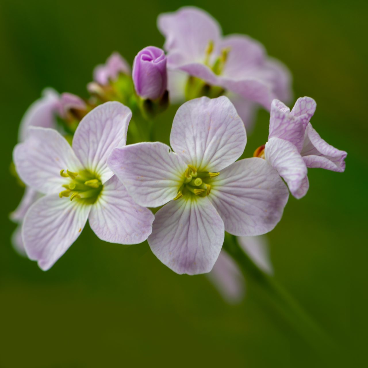 Cuckooflower (Cardamine pratensis) also known as 'Lady's-smock'.