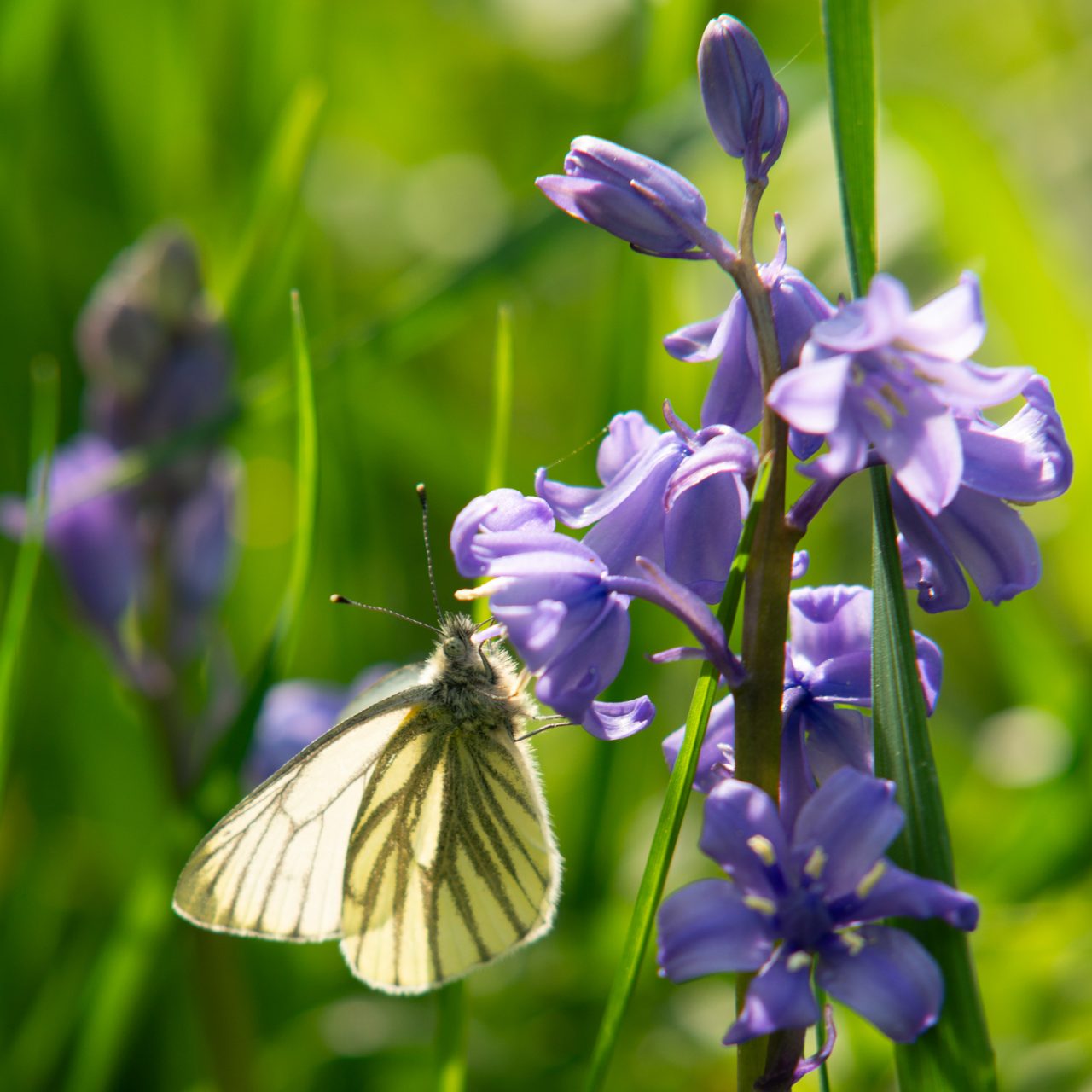 Butterfly, Green Veined White
