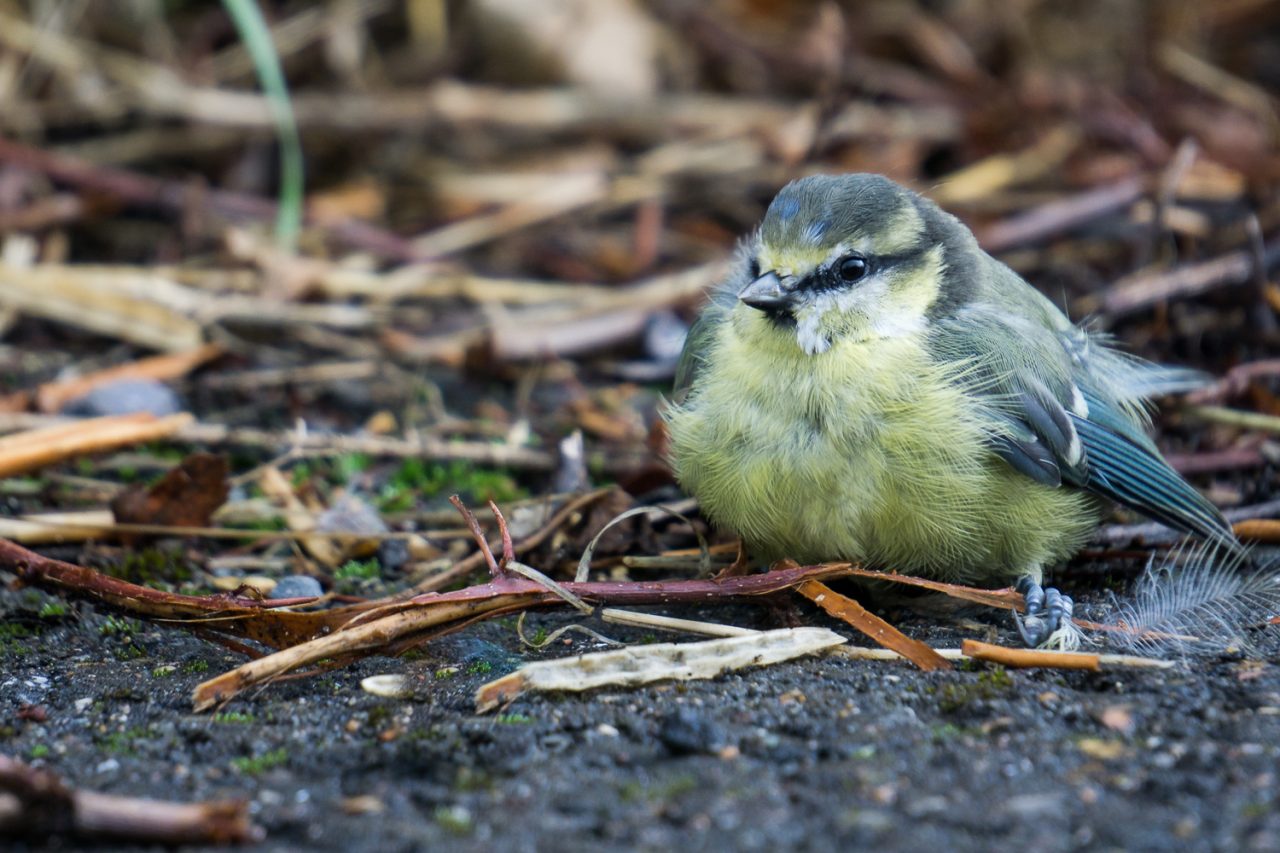 Fledgling Blue Tit