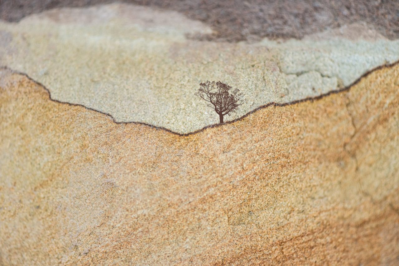 Textured Tree