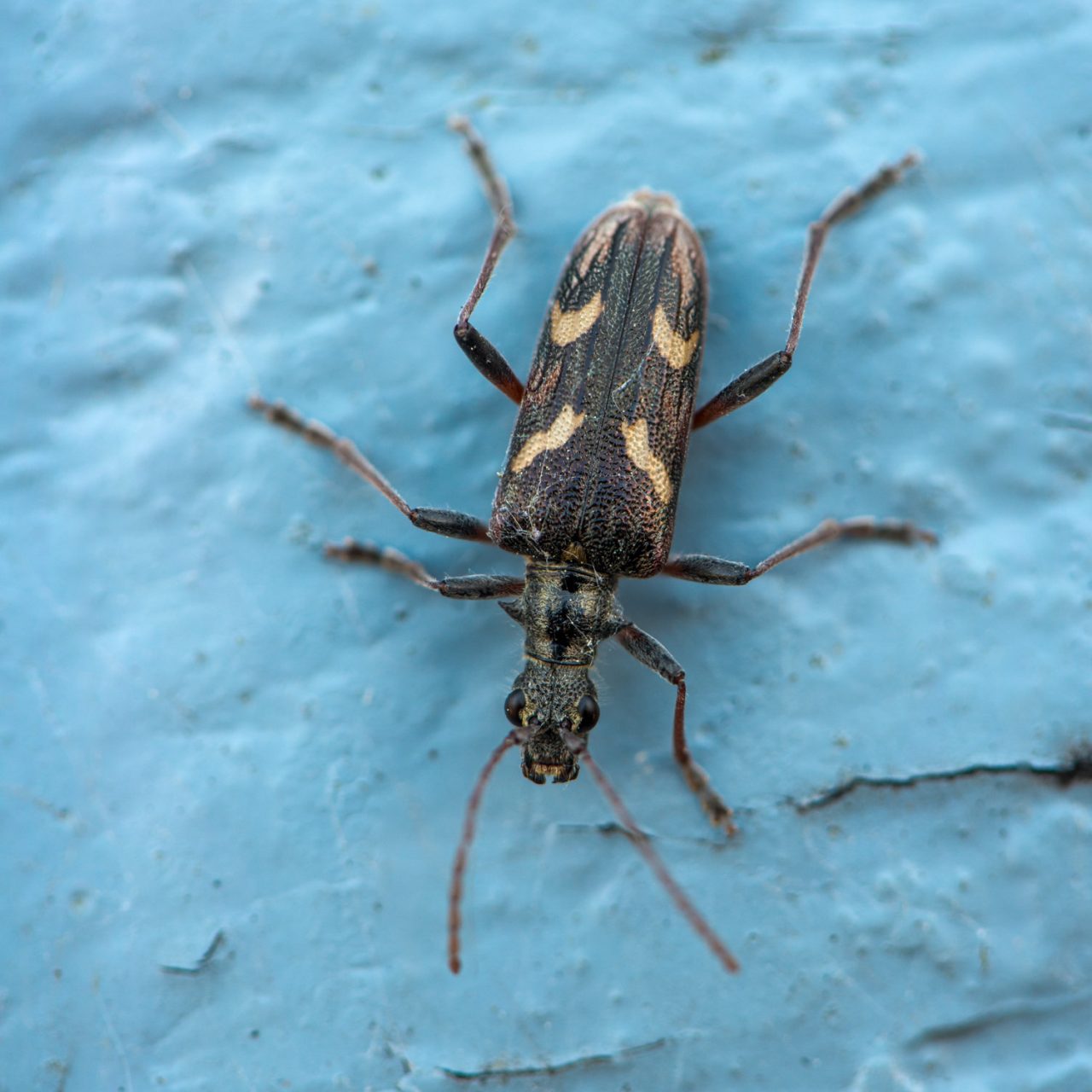 Two-banded Longhorn Beetle - Rhagium bifasciatum