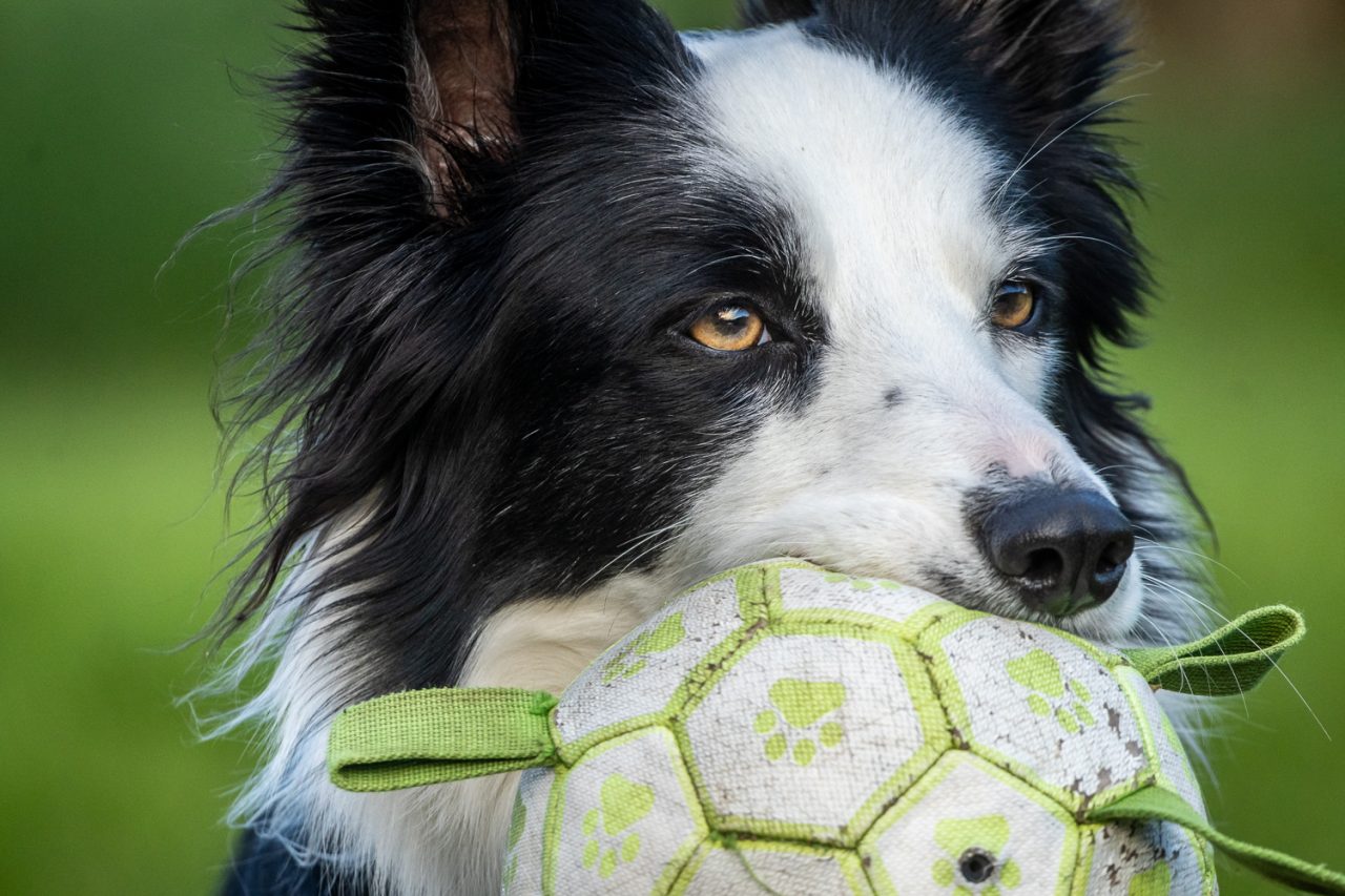 Jess with ball