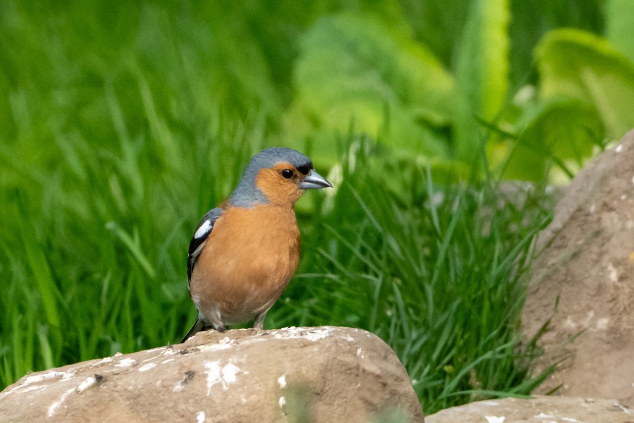 131-365v5 – Chaffinch — photograph by Mark Seton