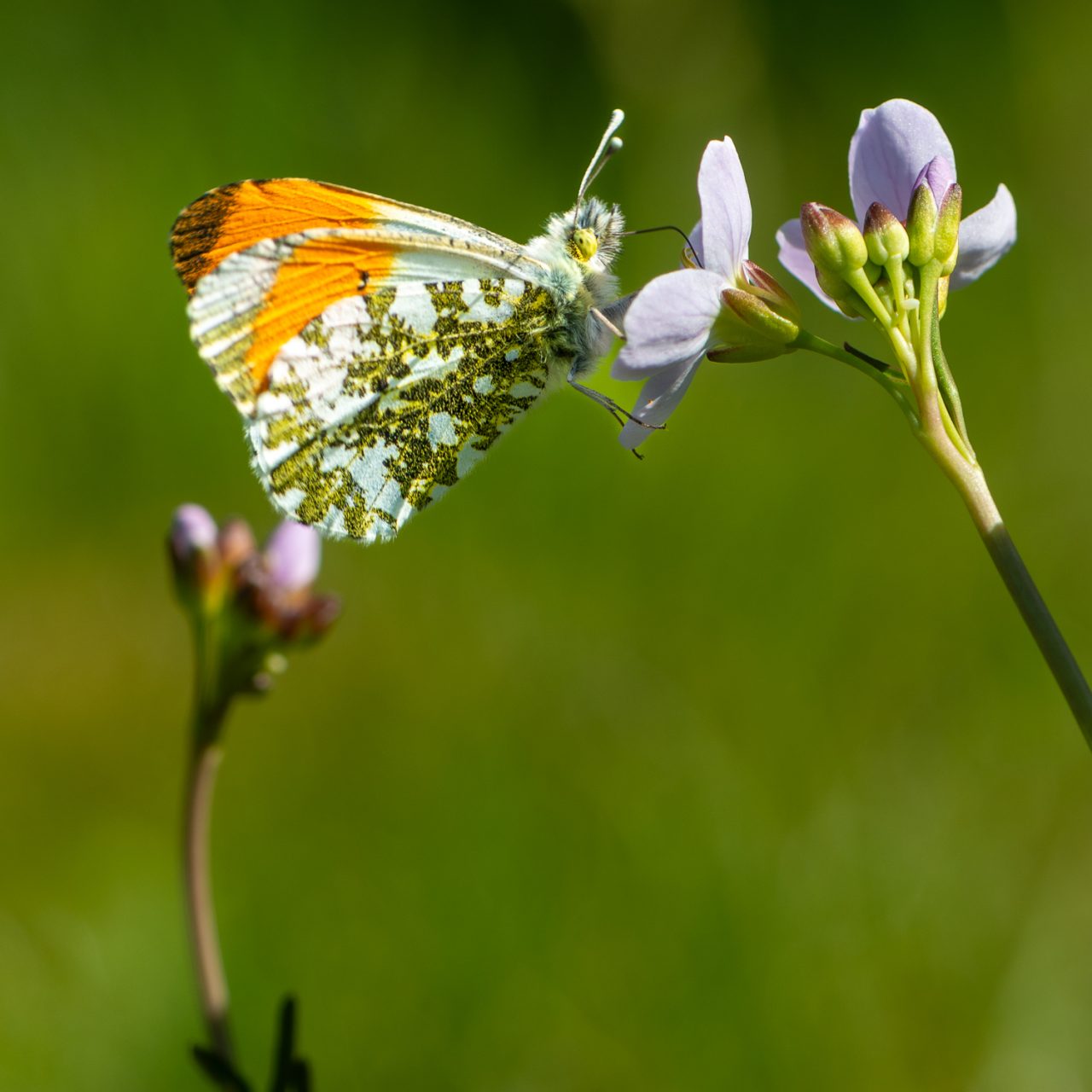 129-365v5 Orange Tip Butterfly — photograph by Mark Seton