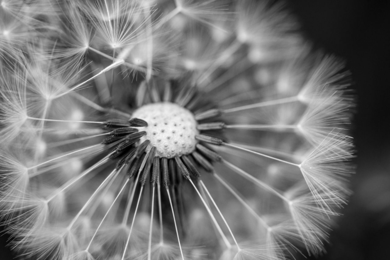 Dandelion Seedhead