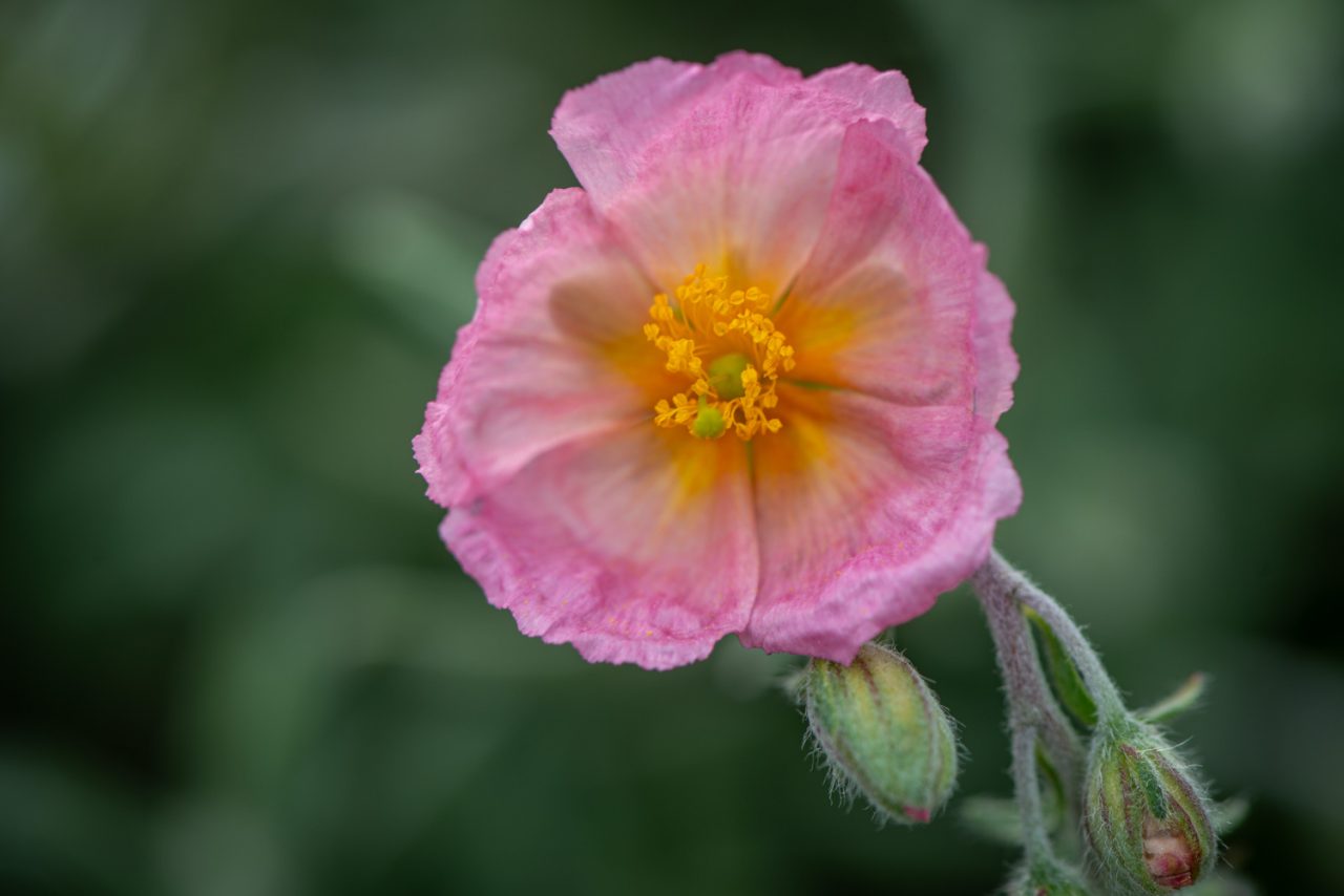 Primula Candelabra