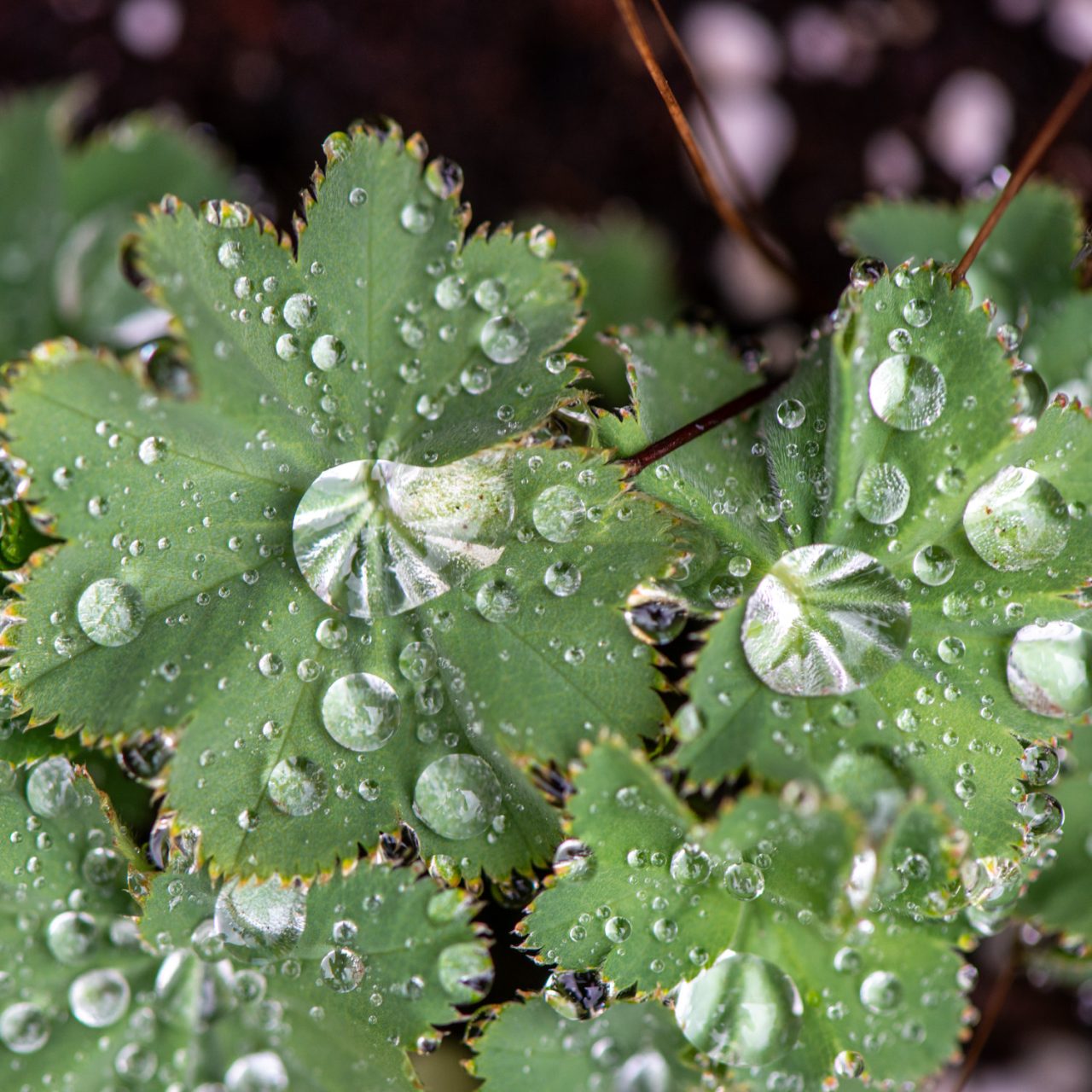 Rain!