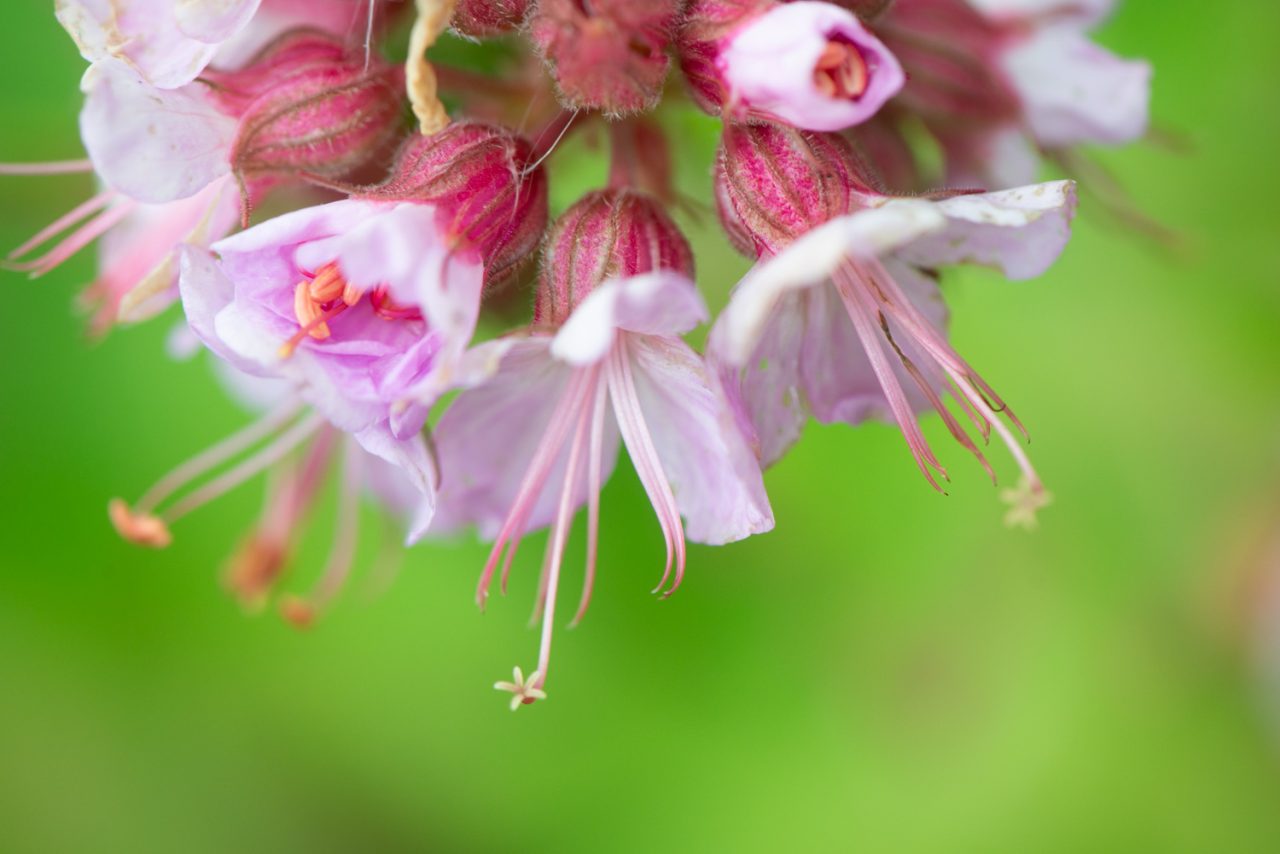 Satellite Flower