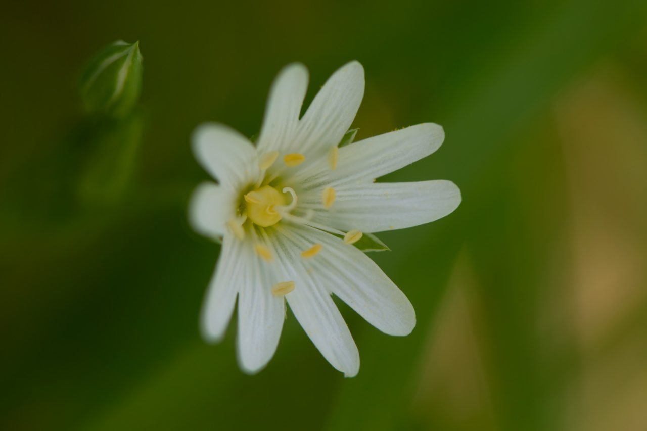 Greater Stitchwort