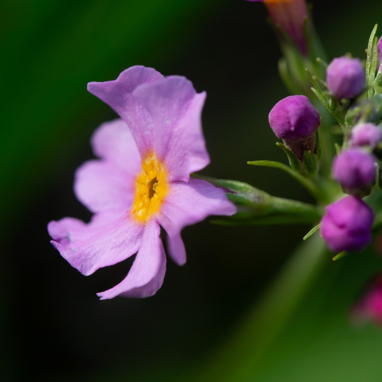 Primula