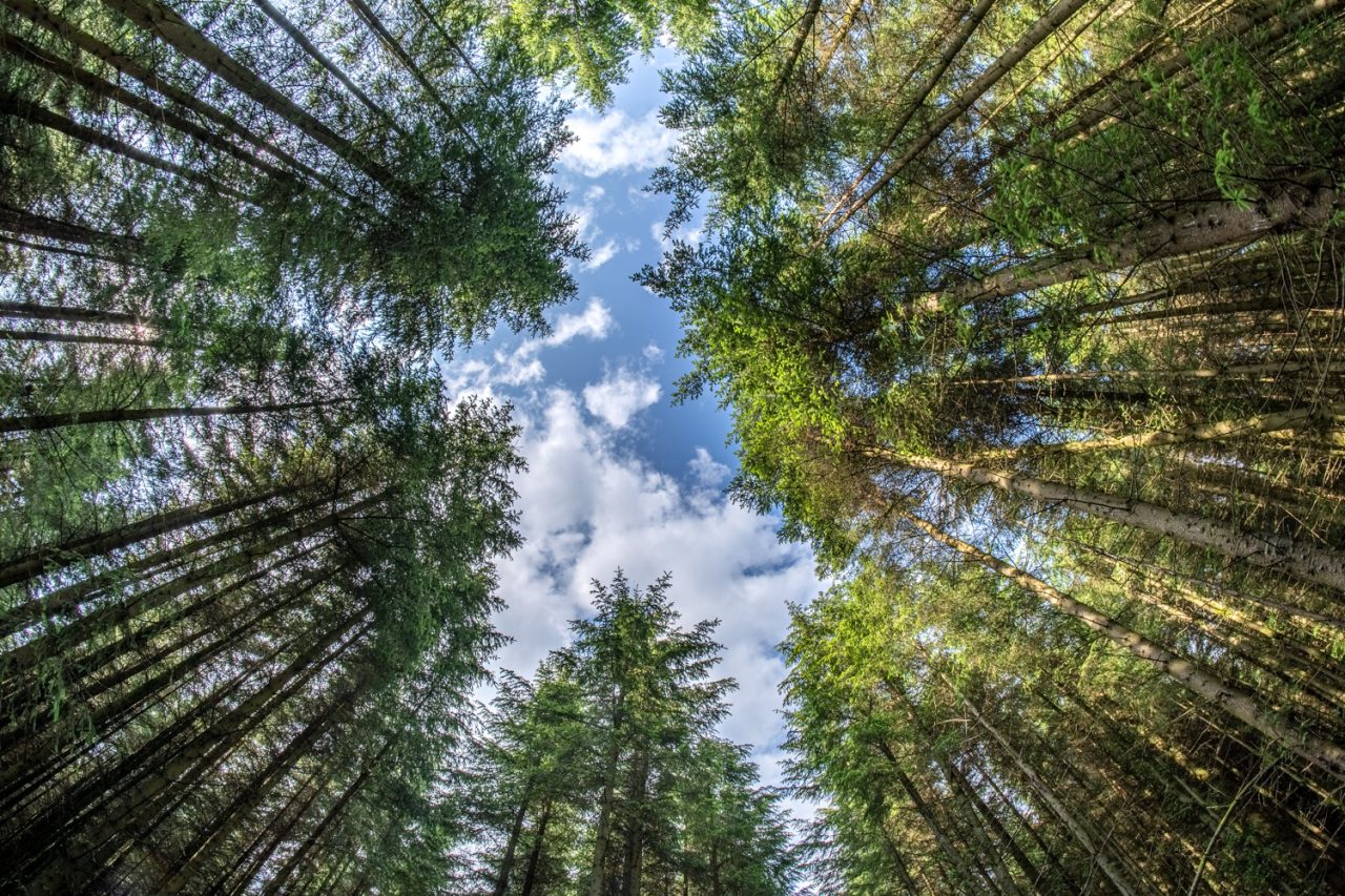 Looking Up