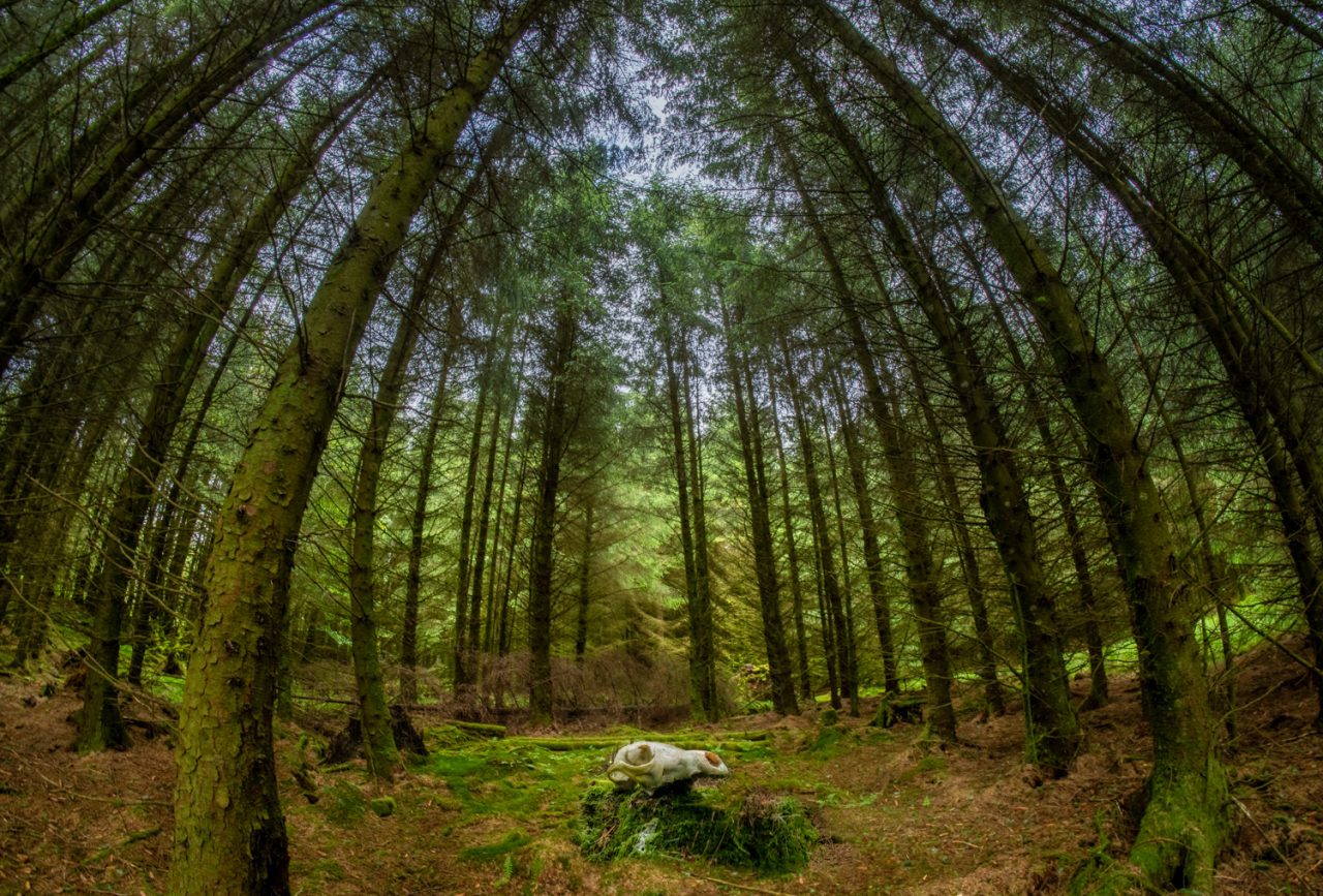 Nature Watches Over Its Fallen